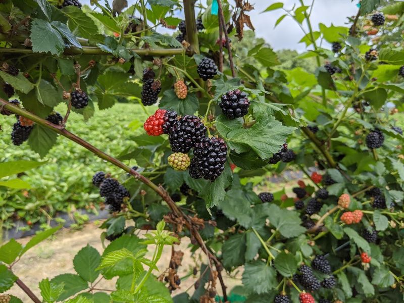 This North Carolina Farm Turns Summer Blackberry Picking Into A Sweet Little Adventure - Decor Hint Sweet Berries Become The Real Farm Souvenir