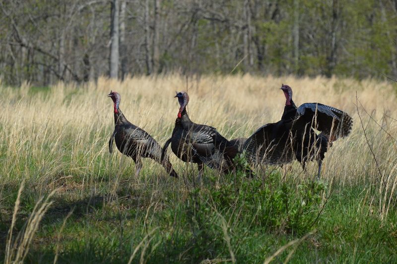 These 14 Kentucky Birdwatching Destinations Feel Like Hidden Front-Row Seats To Nature - Decor Hint Land Between The Lakes National Recreation Area