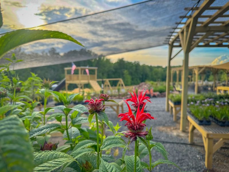 This North Carolina Nursery Turns Backyards Into Wildflower-Filled Wildlife Havens - Decor Hint Choose Shrubs That Do More Than Sit There