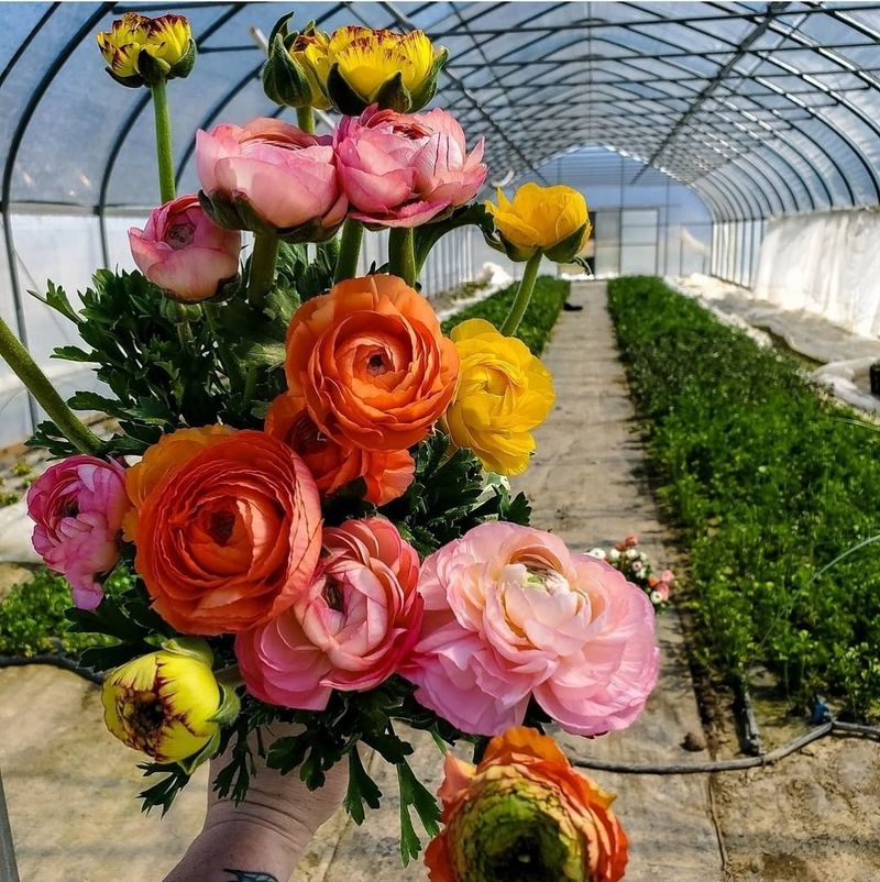 Harmony Harvest Farm