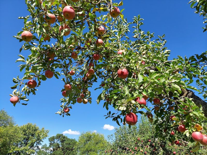 Candy Apple Orchard