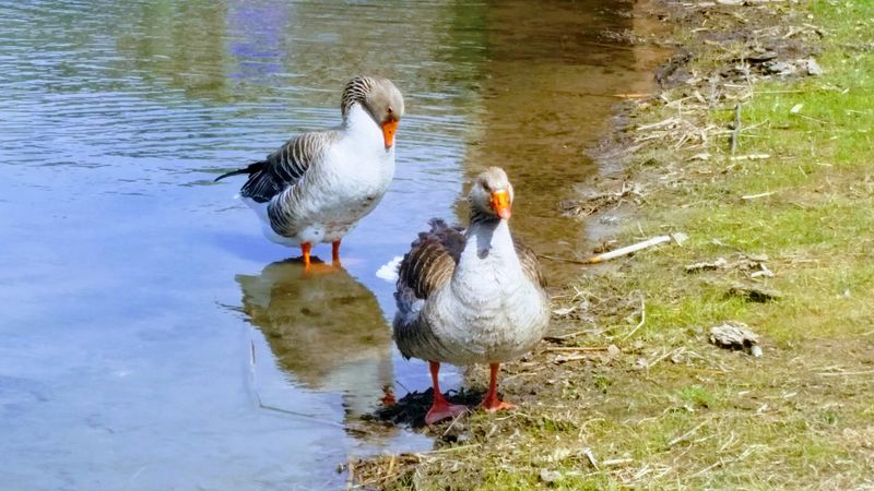 Wildlife That Shows Up Without An Appointment