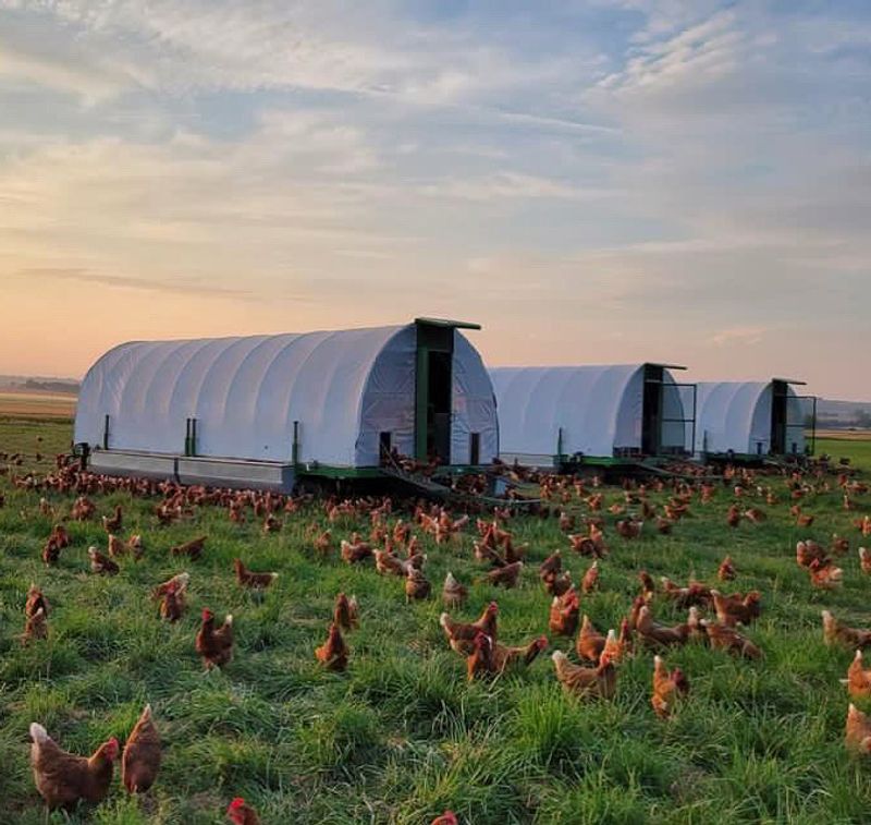 Pasture-Raised Chickens Make The Egg Story Way More Fun