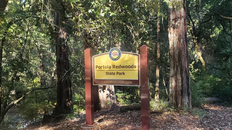 A Forest That Feels Like S Well-Kept Secret