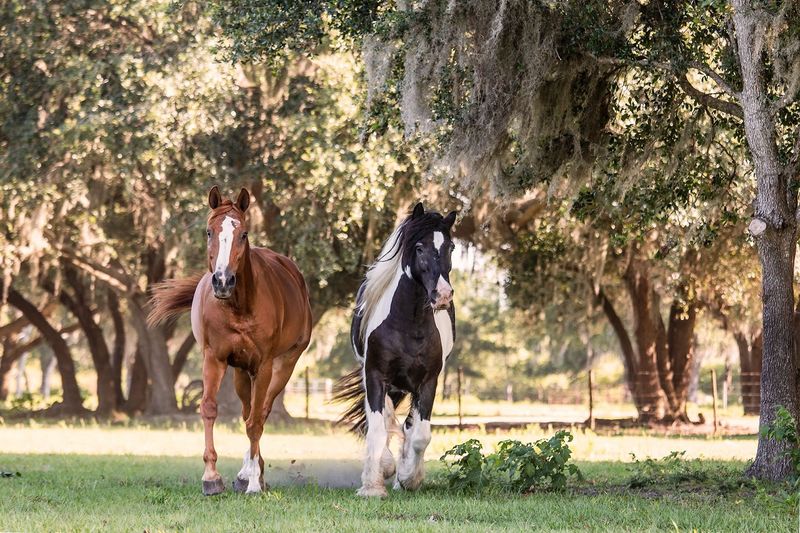 Myakka River Trail Rides, Myakka City