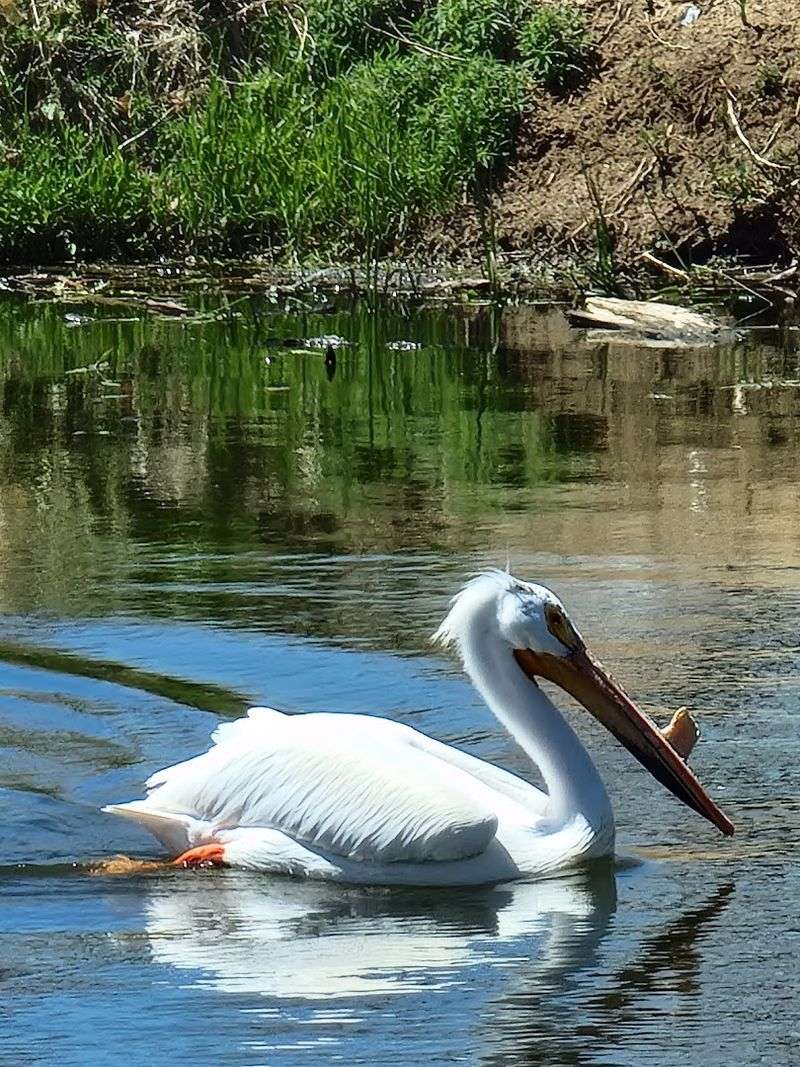 Birdwatching That Will Surprise You