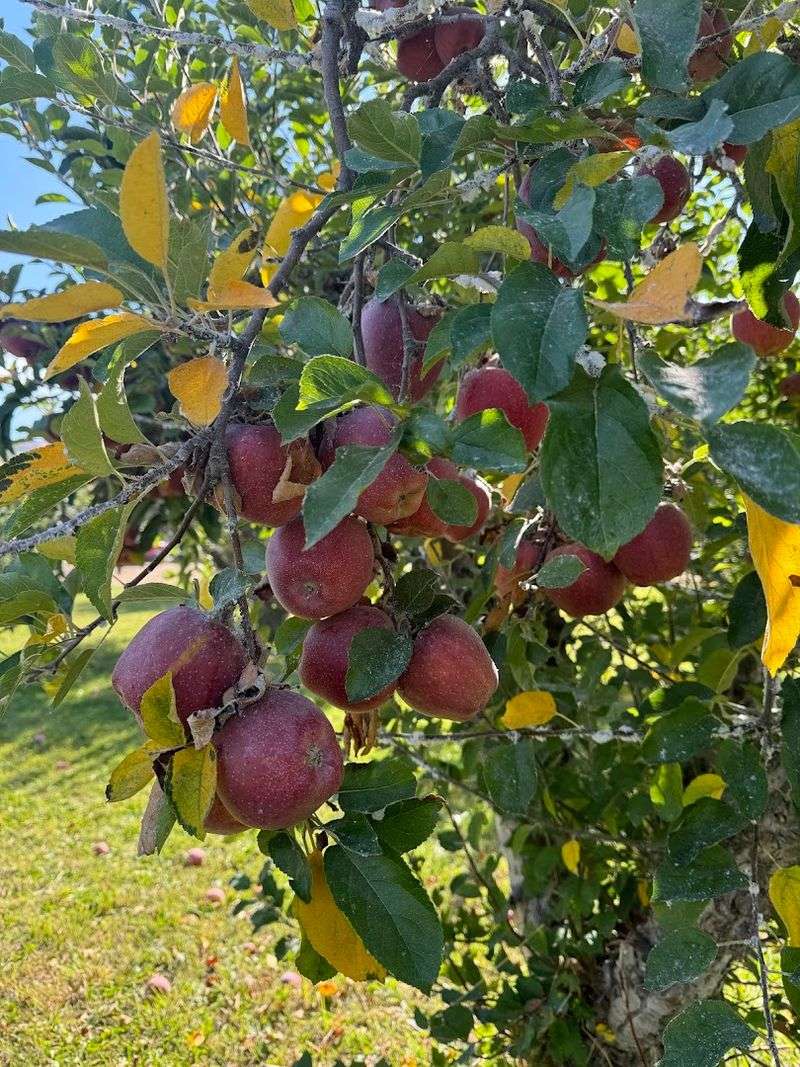 Anderson Apple Ranch
