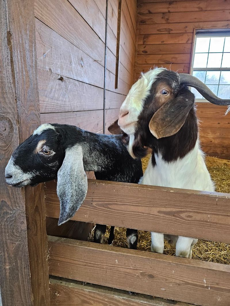 9 New Hampshire Day Trips That Turn Into Lasting Family Memories - Decor Hint Charmingfare Farm, Candia