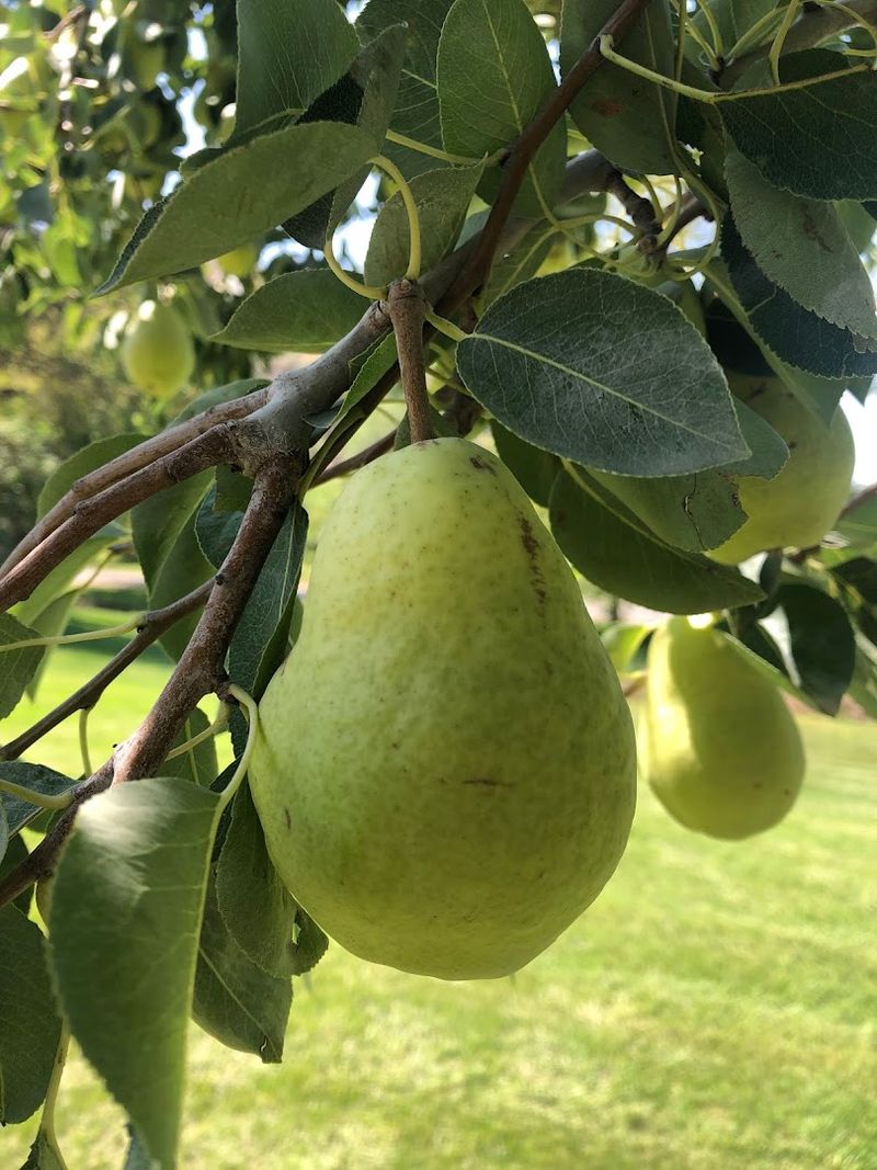 Visitors Can Pick Their Own Late-Summer Pears At This Family Idaho Orchard - Decor Hint How The U-Pick Experience Works