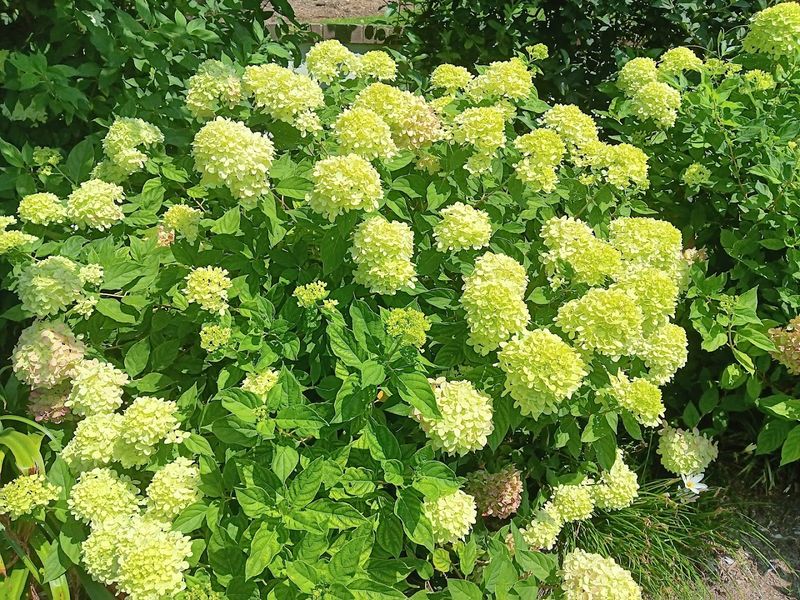 North Carolina's Most Beautiful Hydrangea Gardens Are Blooming Right Now - Decor Hint Reynolda Gardens