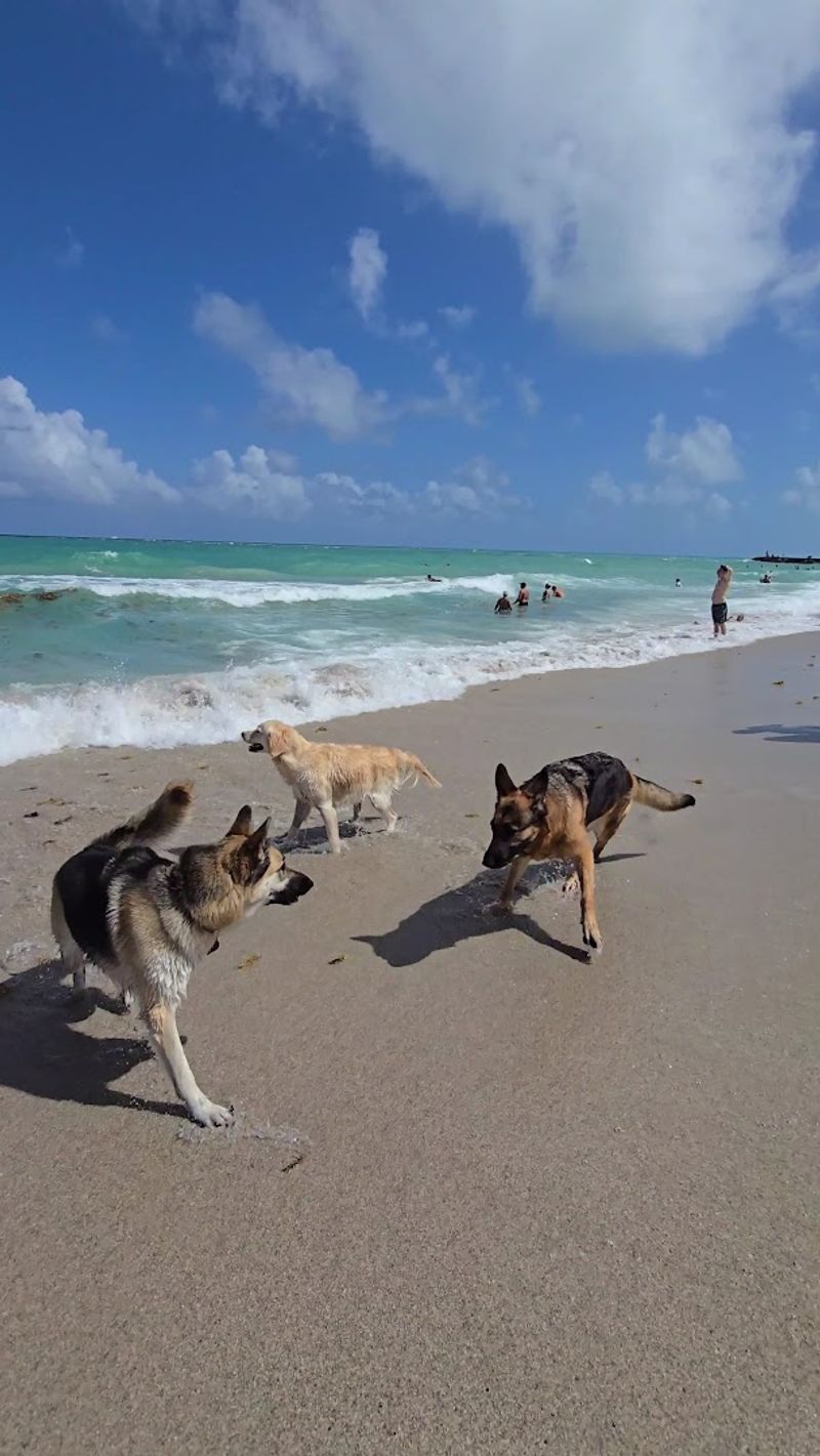 Haulover Beach Bark Park, Miami