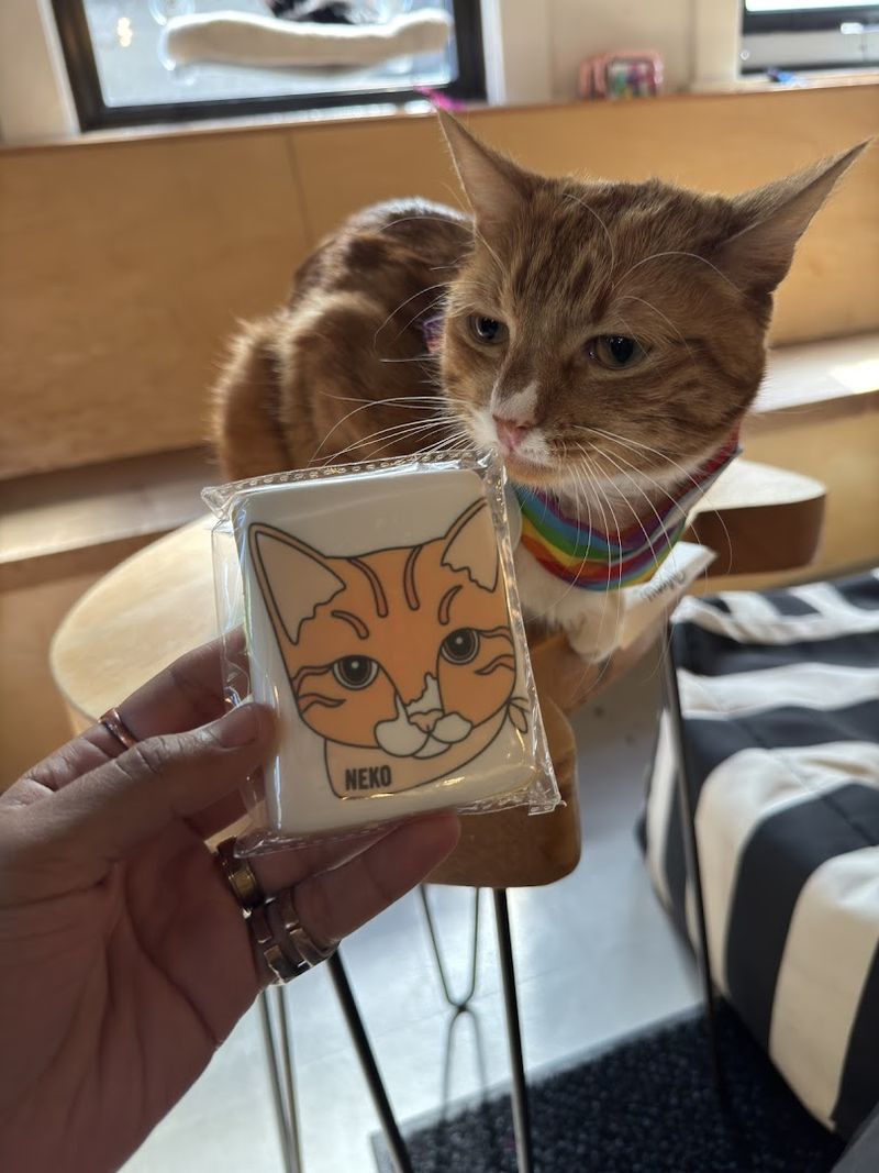 The Cats Have Personalities, Not Just Cuteness