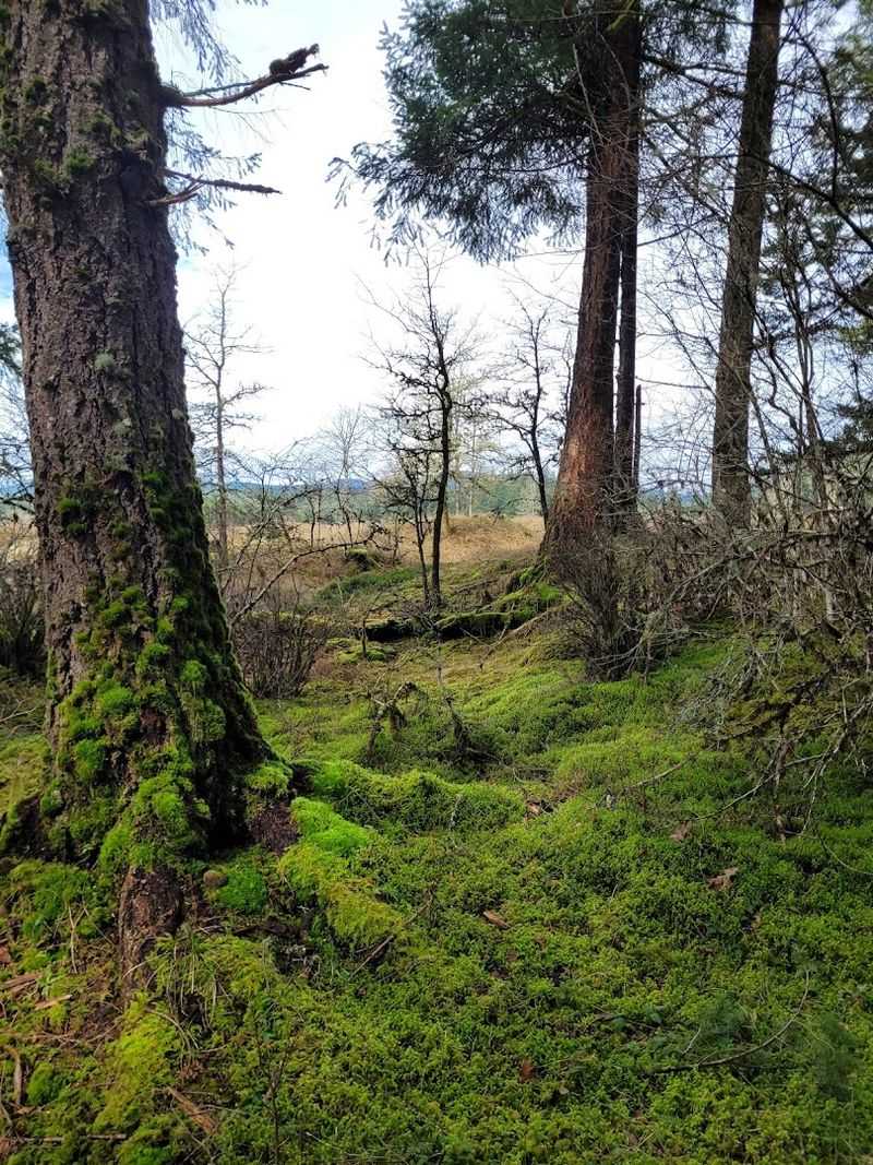 Mima Mounds Natural Area Preserve