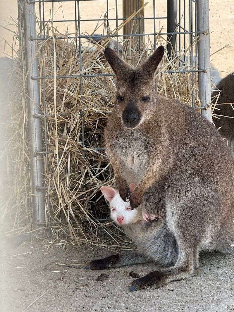 Kangaroos That Hop Right Into Your Heart