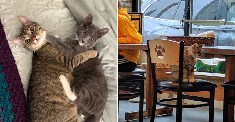 Cat Lovers Are Completely Smitten With This Wisconsin Café