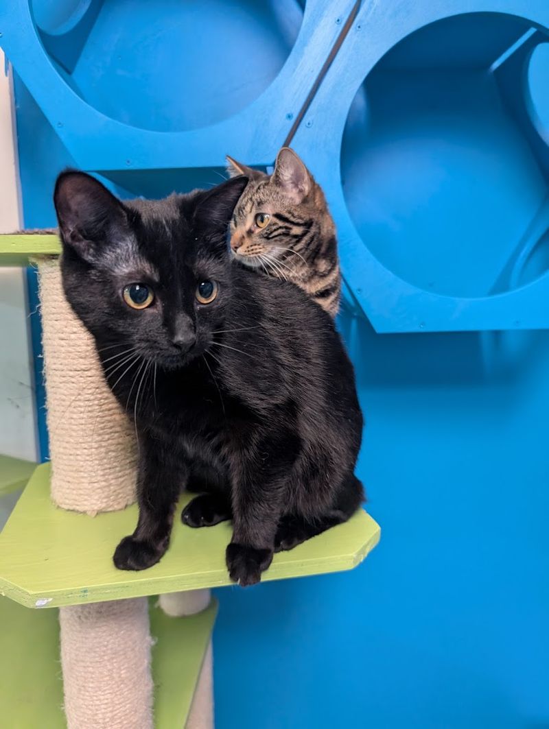 Nine Lives Cafe & Cat Lounge