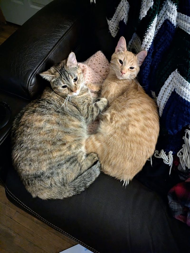 Fosters Help Expand The Rescue's Reach