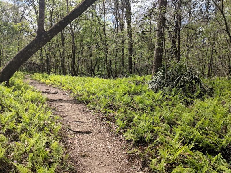 Beneath This Beloved Florida State Park Lies A Remarkable Underground Wonder - Decor Hint The Bluff Trail And Outdoor Hiking Beyond The Cave