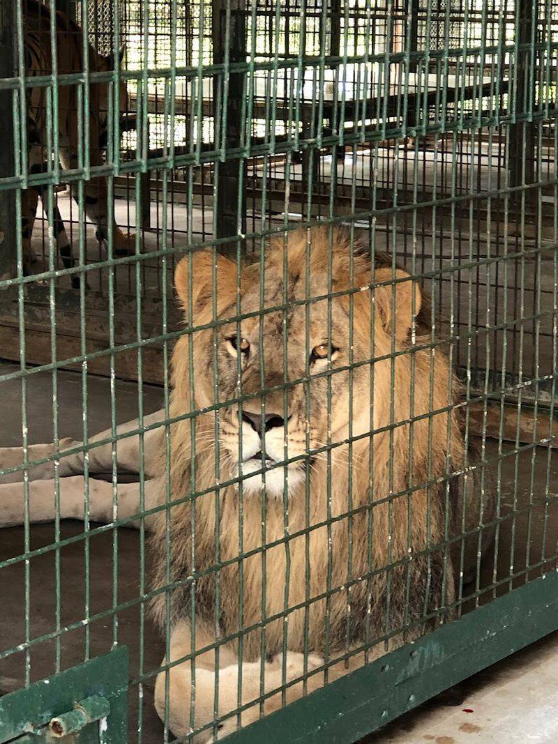 Big Cat Habitat
