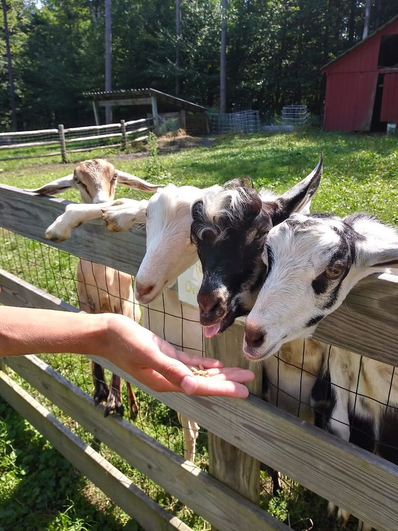 9 New Hampshire Day Trips That Turn Into Lasting Family Memories - Decor Hint The Friendly Farm, Dublin