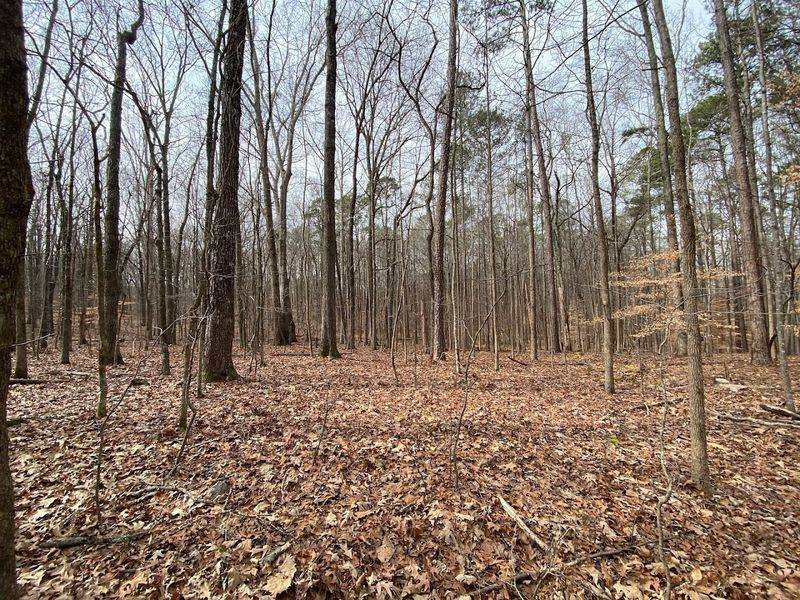 These 15 Georgia Birdwatching Spots Feel Like Hidden Premium Seats To Nature - Decor Hint Songbird Habitat Trailhead And Wildlife Sanctuary