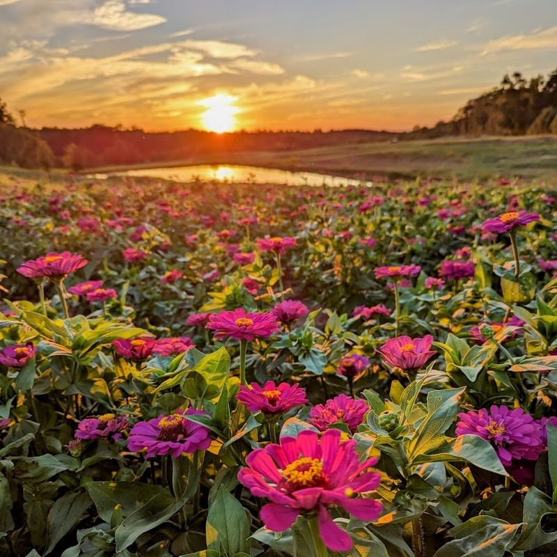 Turn Belews Creek Into A Summer Photo Stop