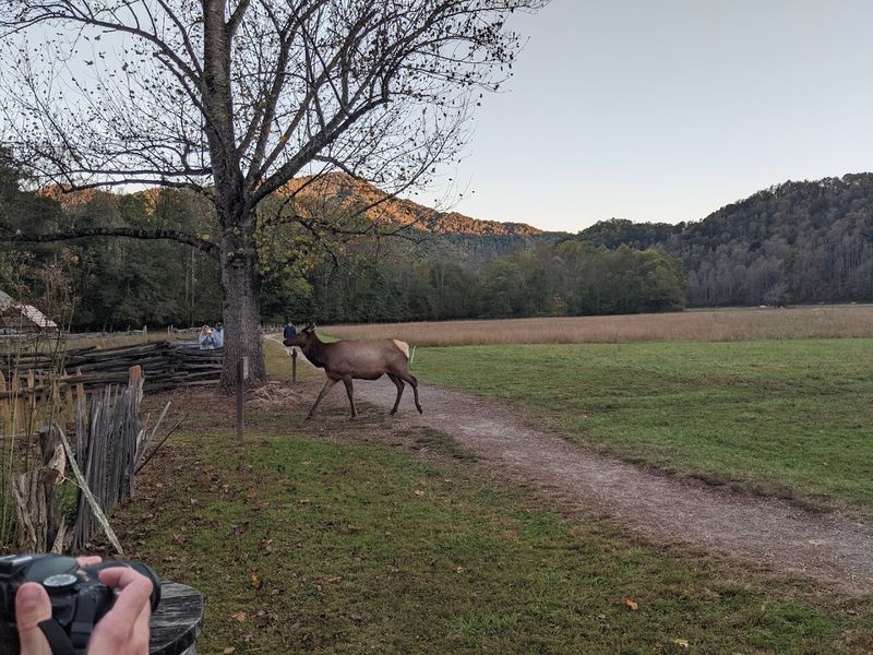 This North Carolina Mountain Farm Museum Feels Like Walking Into Appalachian History - Decor Hint Elk Sightings Can Turn The Stop Into A Bigger Memory