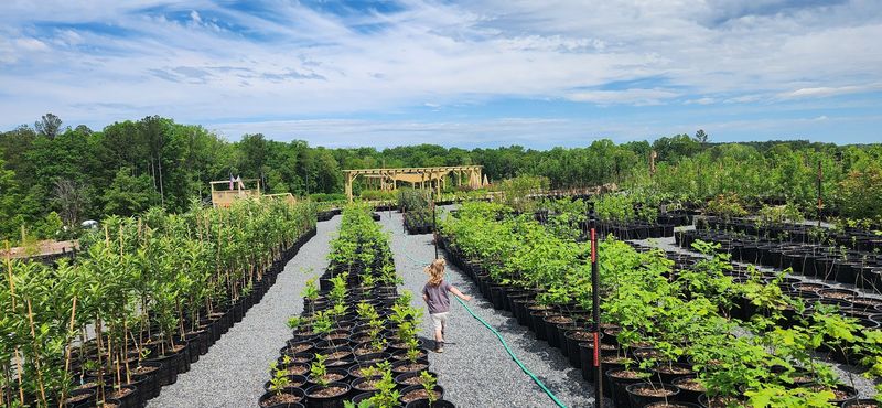 This North Carolina Nursery Turns Backyards Into Wildflower-Filled Wildlife Havens - Decor Hint Let The Nursery Help Decode Your Soil Drama