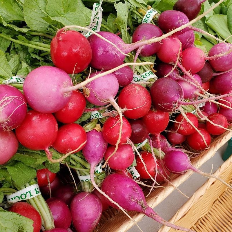 Dudley Farm Farmers Market, Guilford