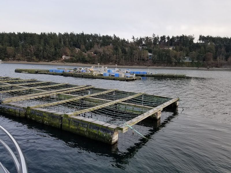 Seafood Lovers Need To Know About This Adorable Little Washington Town - Decor Hint Whidbey Island Shellfish Farms