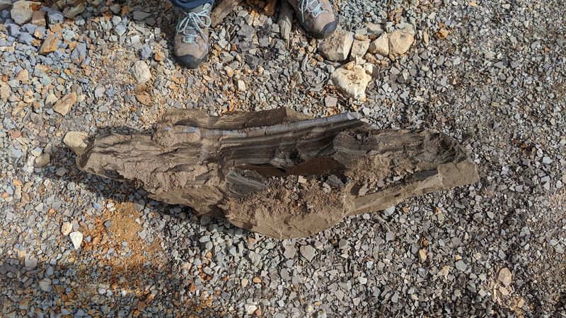 Every Shale Layer Feels Like A Tiny Prehistoric Surprise