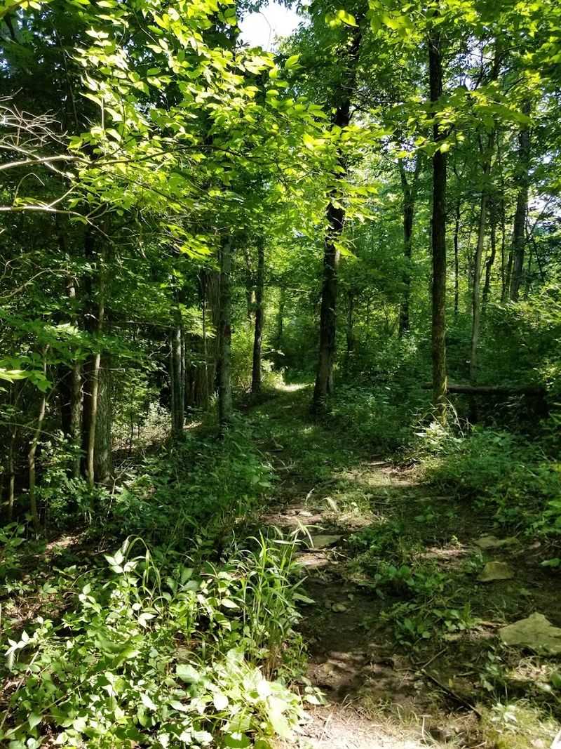 These 14 Kentucky Birdwatching Destinations Feel Like Hidden Front-Row Seats To Nature - Decor Hint Buckley Wildlife Sanctuary