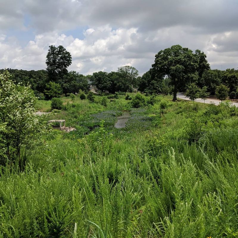 These 15 Georgia Birdwatching Spots Feel Like Hidden Premium Seats To Nature - Decor Hint McDaniel Branch Wetlands