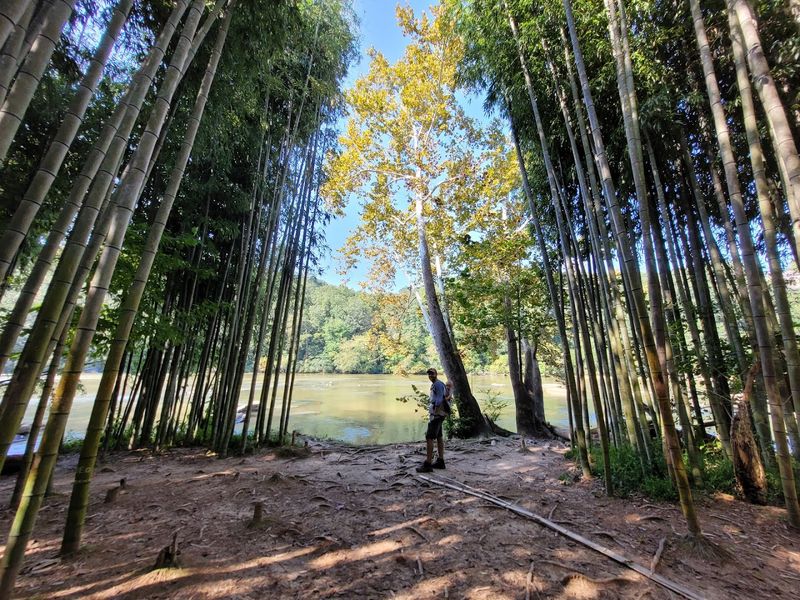 Bamboo Forest At East Palisades Unit
