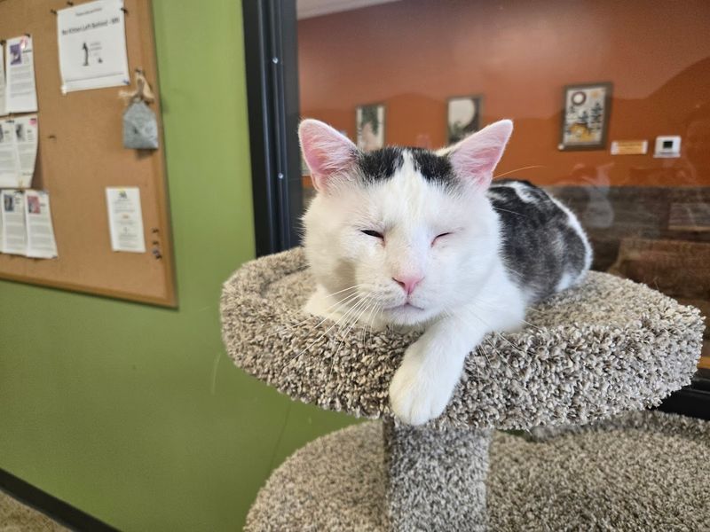 Meet the Rescue Cats
