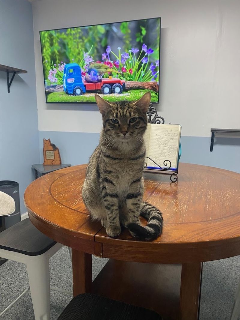 A Timed Visit Makes The Cat Room Feel Extra Special