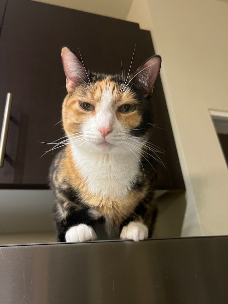 Meet The Resident Cats Up Close