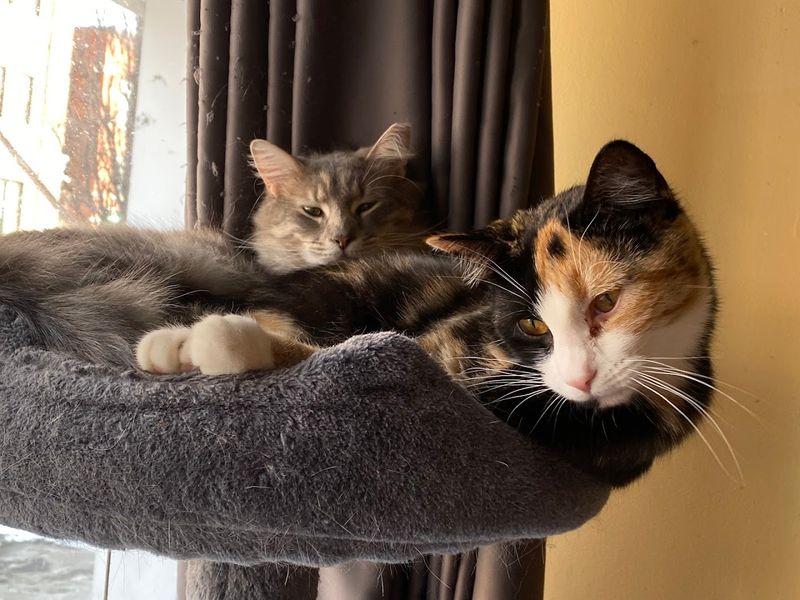 Cats With Real Stories To Tell