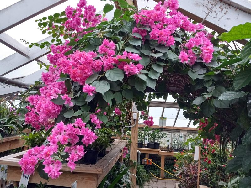 Unusual Plants You Won't See Everywhere