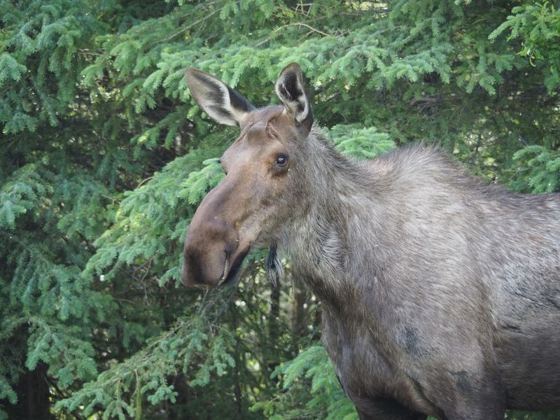 Wildlife And Nature Up Close