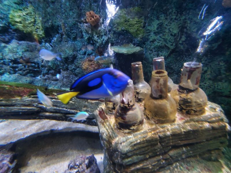 Step Inside North Carolina's Only Underwater Tunnel For A Memorable Aquarium Adventure - Decor Hint Rainy Days Suddenly Have A Better Backup Plan