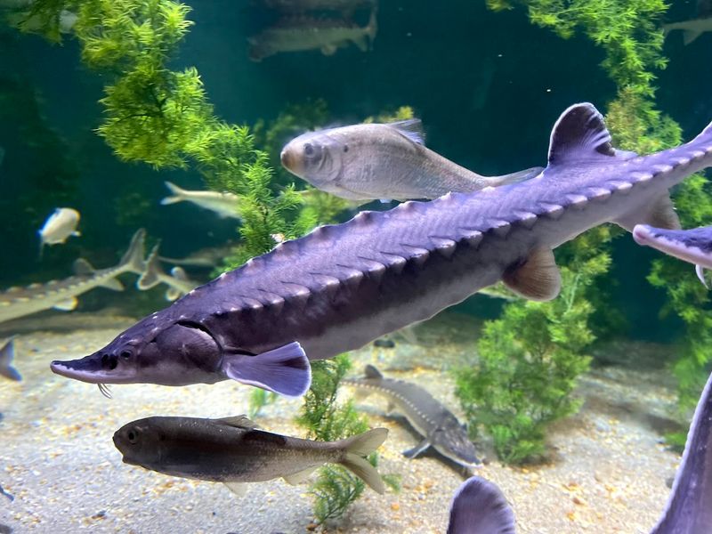 The Maritime Aquarium At Norwalk, Norwalk