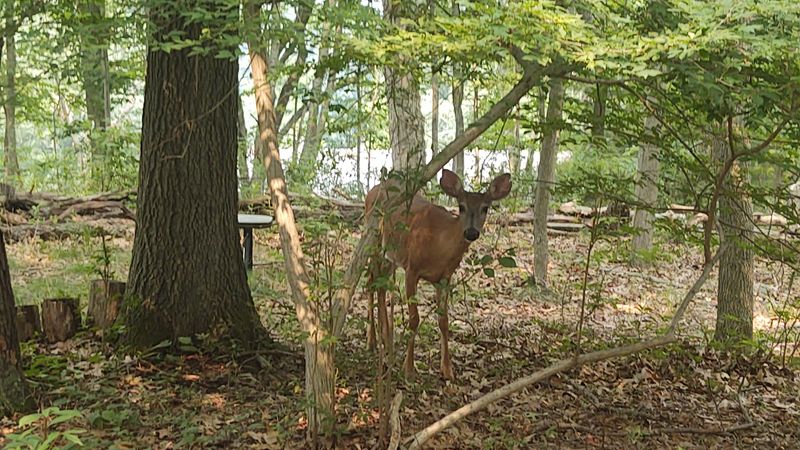 10 Connecticut Wildlife Sanctuaries And Rescue Centers Where Animal Lovers Can Get An Up-Close Look - Decor Hint Sharon Audubon Center, Sharon