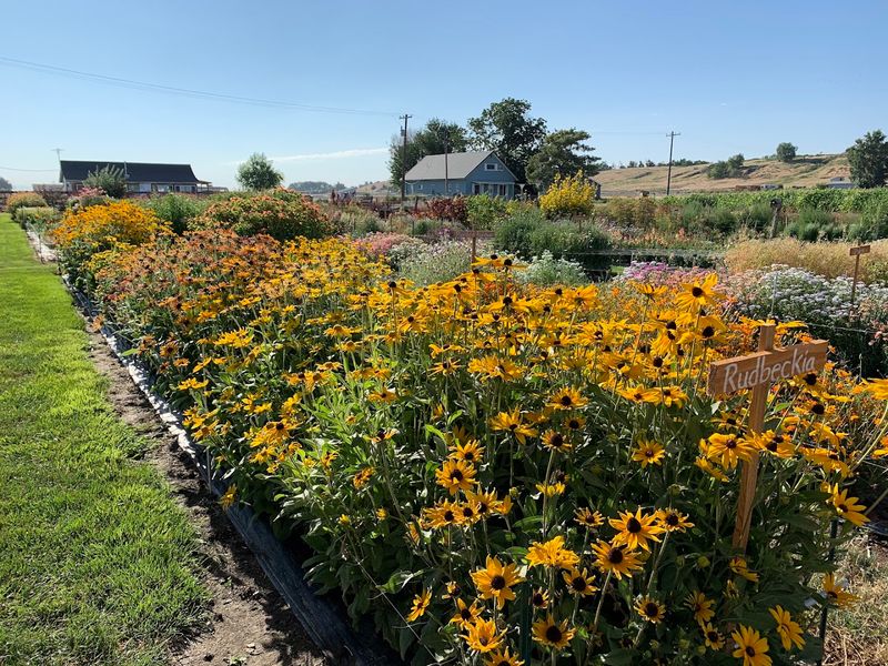 This Idaho Flower Farm Turns June Into A Colorful Country Escape - Decor Hint Flower Season Gives Parma One Of Its Prettiest Summer Detours