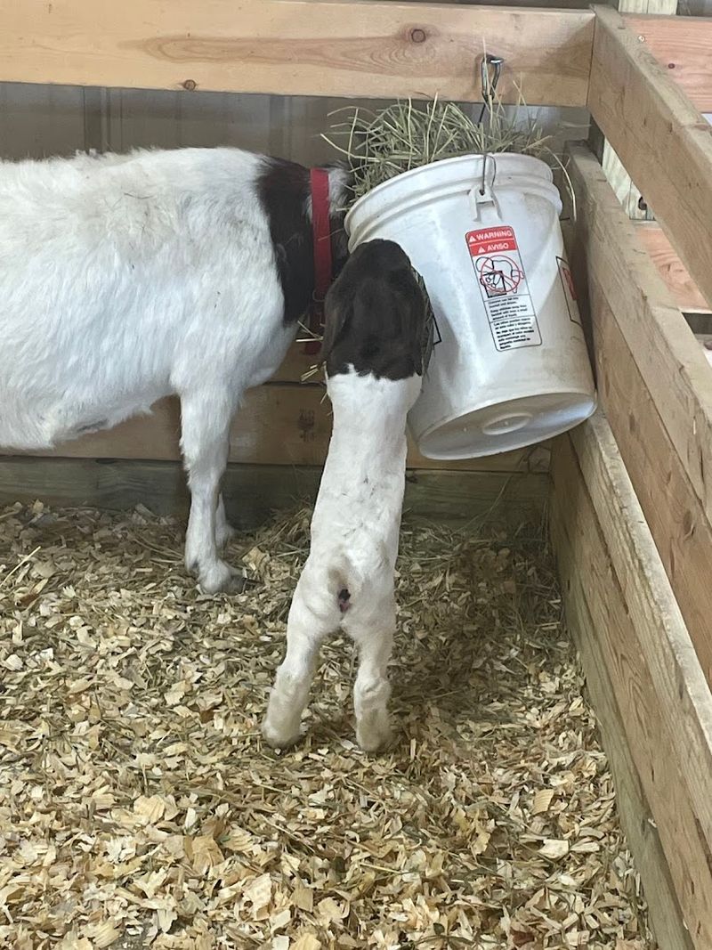 Farm Animals Keep The Day From Feeling Like A Regular Field Trip