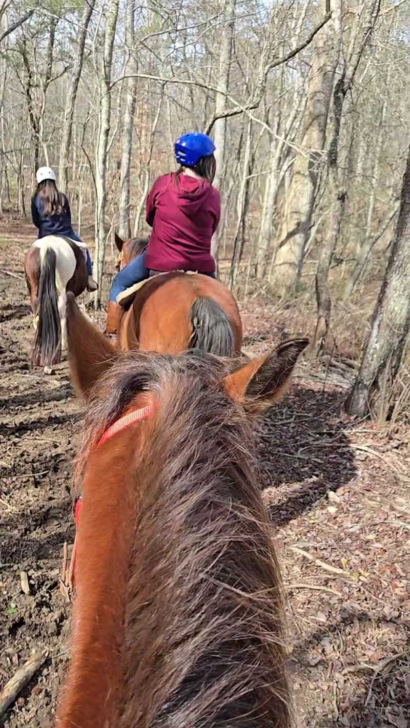 13 Family-Friendly Horseback Riding Ranches Across Georgia That Make A Weekend Feel More Adventurous - Decor Hint Blue Ridge Mountain Trail Rides