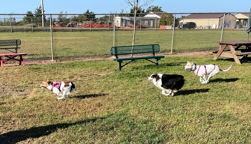 Bailey's Dog Park, Clinton
