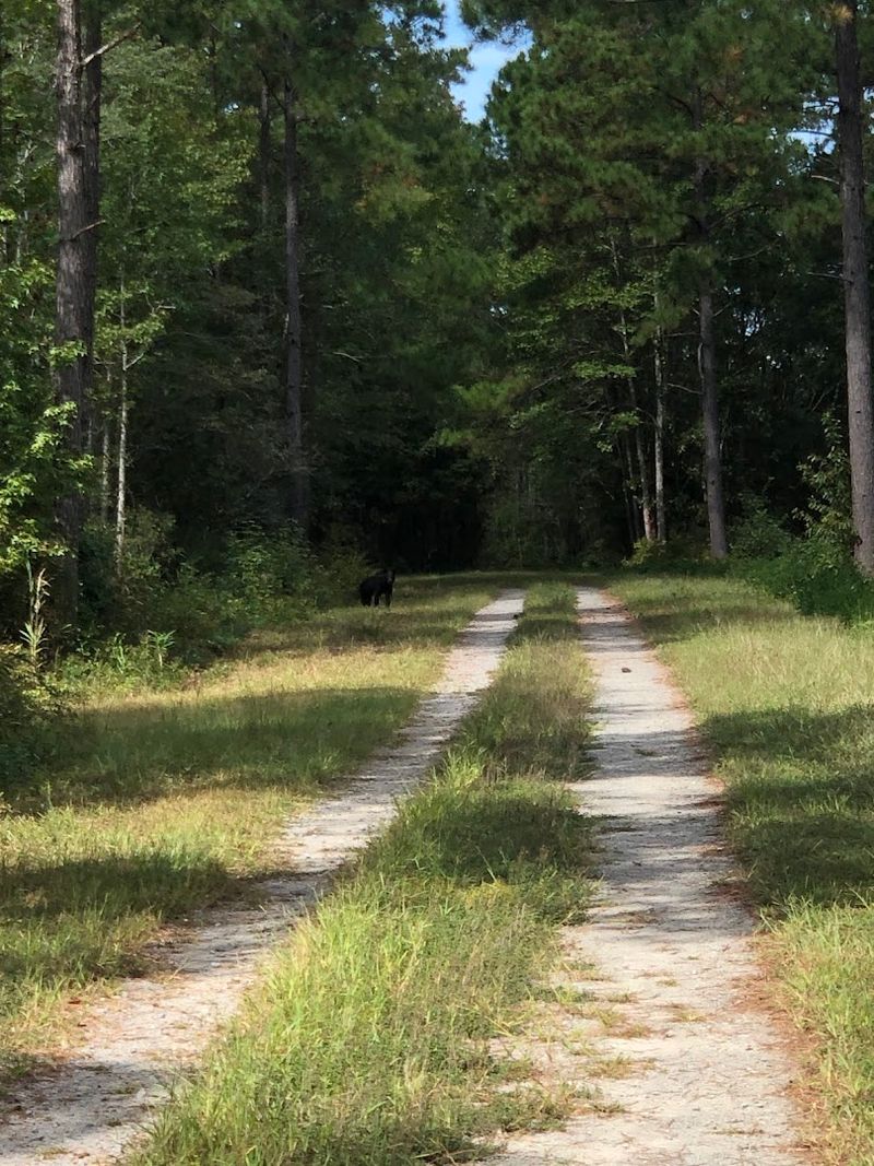 Alligator River National Wildlife Refuge