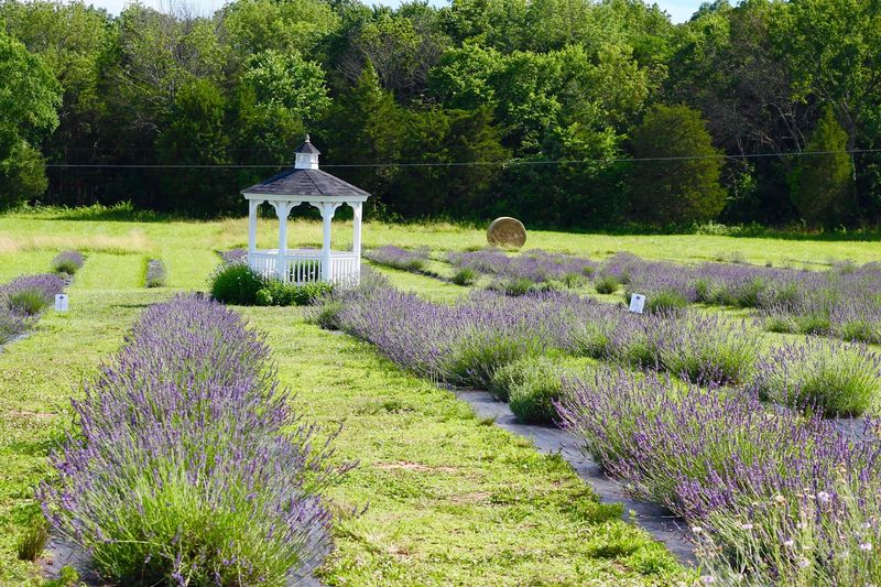Seven Oaks Lavender Farm