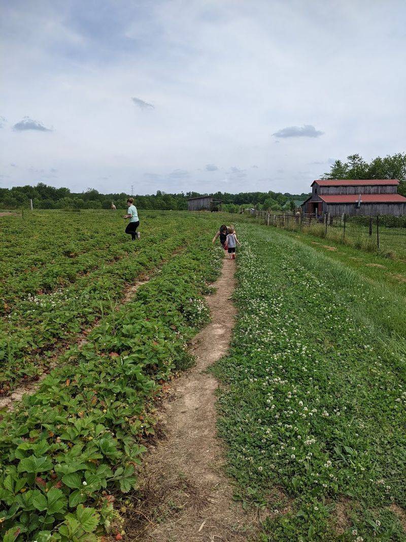 Wilmore Berry Farm